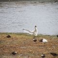 今年の大添堤の野鳥