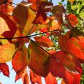 東町公園ハナミズキ紅葉