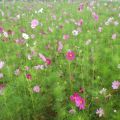 梅雨の雨にぬれるコスモス