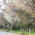 桜の馬場