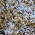 一足先に山桜開花