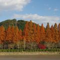 城山公園　メタセコイア