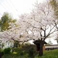 薬師堂の桜