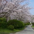 城山公園の桜