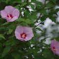 城山公園　ムクゲの花